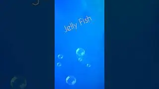 #jellyfish #jelly #marinecreatures #seacreatures #conchology #deepsea #marineworld #marinaancol