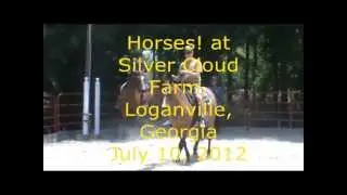 Western Leisure Riding - AQHA Tivi and APHA Colonel