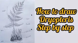 How to Draw dryopteris/ Dryopteris biology daigram step by step/12th class bio figure ||#artartist1m