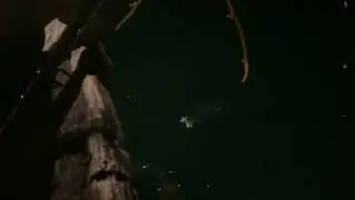 Bat Ray Fish Caught in a Fishing Line