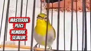 Pleci buxtoni gacor nembak sejalur panjang 