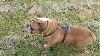 Enzo having a walk in a new dog walking place