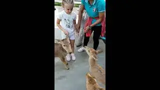 Kids. zoo. Pattaya. Animals. Happy.  Парк нонг нуч в Паттайе. Кормим животных.