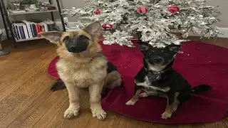 From the shelter to the spotlight: rescue dog stars in ballet