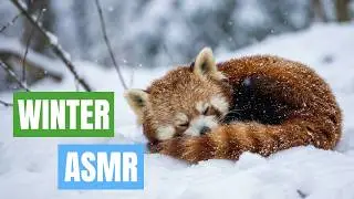 More Winter Wonderland Animal ASMR ❄️Deep Sleep Relaxation | Real Wildlife Sounds (No Music 1+ Hour)