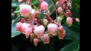 Arbutus unedo