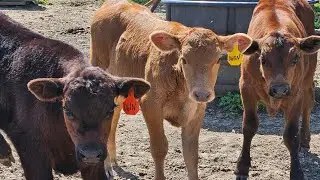 A glimpse of life on Flynn Fork Farms