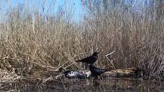 Crows Scavaging on a Dead Bird