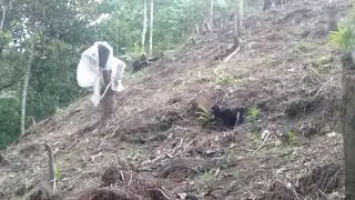 kebun jahe Umar