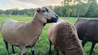 Cameroon Sheep | Holstein Heifers | Familiar Girls | Striped Golovei