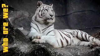 Meet White Tiger: Fun Facts for Kids | Discover Kids Universe | Wonder World Education