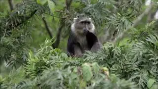 guenon monkey