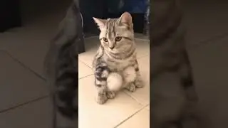 what's the hell ? #pets #shorts #cats #haihuoc #thucung