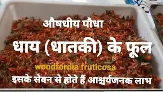धाय (धातकी) के फूलों से आश्चर्यजनक लाभ