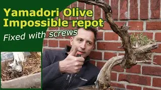 Challenging repot of a Yamadori Olive bonsai - Using screws, Checking the roots & future desgin