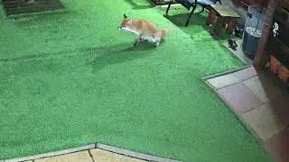 Our Family of Foxes - Rubie has an injury   😢💜🦊💞
