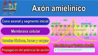 Ax&oacute;n amiel&iacute;nico | Ax&oacute;n neurona | Axones amiel&iacute;nicos | Conducci&oacute;n saltatoria del potencial de acci&oacute;n