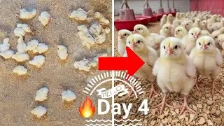 🔥#Day4💥 Broiler Chick Care | Starting Poultry Farming🐥