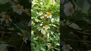 #Asteraceae #Agroecolog&iacute;a Bidens pilosa.