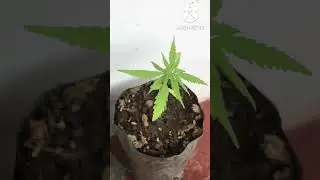 how to grow marijuana plant.packet growing ganja#springhillmediaunit#Shorts#ganjalovers