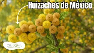 ¿Sabías que hay 3 tipos de Huizache en México? -  Descubre sus secretos