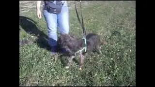 Animalinneed: Walking with Spoeky