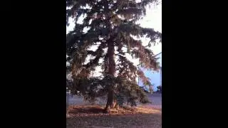 Fearless dog climbs extremely tall tree