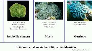El&auml;inkunta, lahko kivikorallit, heimo Mussidae animal Blastomussa Mussismilia leptophylla harttii