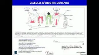 Bio ingénierie en Chirurgie Maxillo-Faciale et Odontologie