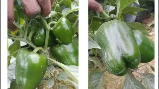 Capsicum Intruder#agriculture #farming #gardening #garden #viralvideo @Imam-India 