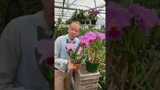 Let's Make a New Orchid Hybrid