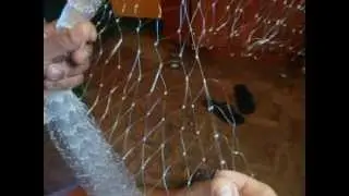 lama encabeçando tarrafa