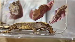 ZIPLAYAN GECKOLAR / CRESTED GECKO / KAMERAYA ZIPLADI