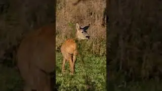 #liptov #wildlife #srnka #tatry  #deer #slovakia