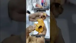 Axis of dog and goat #veterinary #anatomy #pet #funny #viral #india #explore #number1