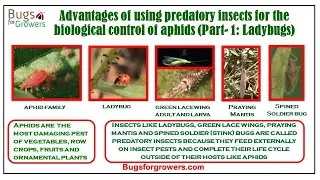Advantages of using Predatory Insects for the Biological Control of Aphids