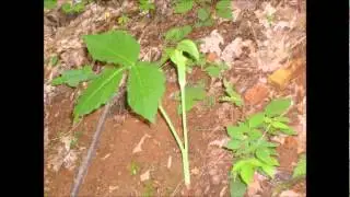 20 Early Spring Wildflowers