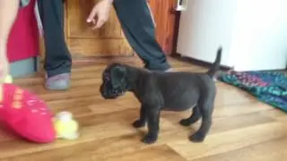 Magic Res Landes(Cane Corso Kennel Res Landes)