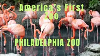 ফিলাডেলফিয়া চিড়িয়াখানা I America's First Zoo I Exploring Inside Philadelphia Zoo #travel #trending