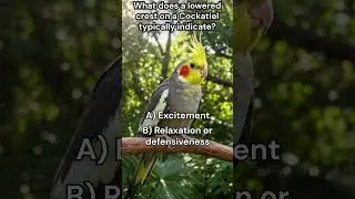 What does a lowered crest on a Cockatiel typically indicate? #birds #cockatiel #quiz