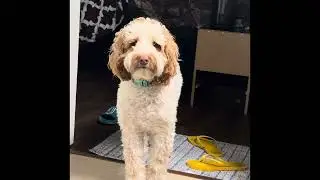 My dog invades privacy for Pup Cup🐶#funnypets #explore #canada #cutedog #dogvideos 