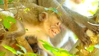 Crying Seizures terrible ! Janna trying steal milk until Gladis warning attack so Terrible