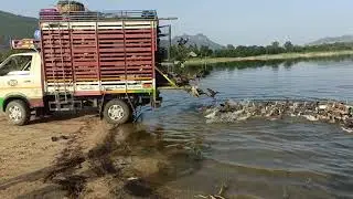 indian ducks jumping from truck/legacy continues//legacy info TV