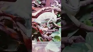 1-3🌚    #chameleon #reptiles #reptile #eating #terrarium #bioactive