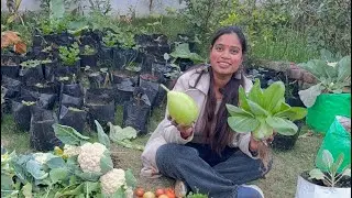 &ldquo;मेहनत का मीठा फल 😍 | Kitchen Garden Bumper Harvesting इतनी सारी सब्जियां आज की फ्रेश हार्वेस्टिंग