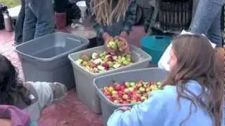Foraged Apples for Cider Pressing