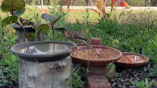 Red Wattlebirds