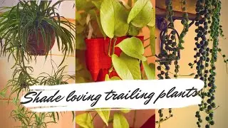 Shade loving hanging basket plants|| Easy to grow plants for hanging baskets