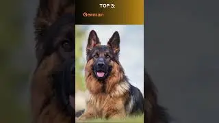 Top 10 Most Intelligent Dog Breeds in the World