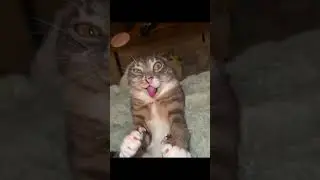 Car in girls fyp or boy fyp 🤯🤯🤯???#cat ##dog #phonk #slowed